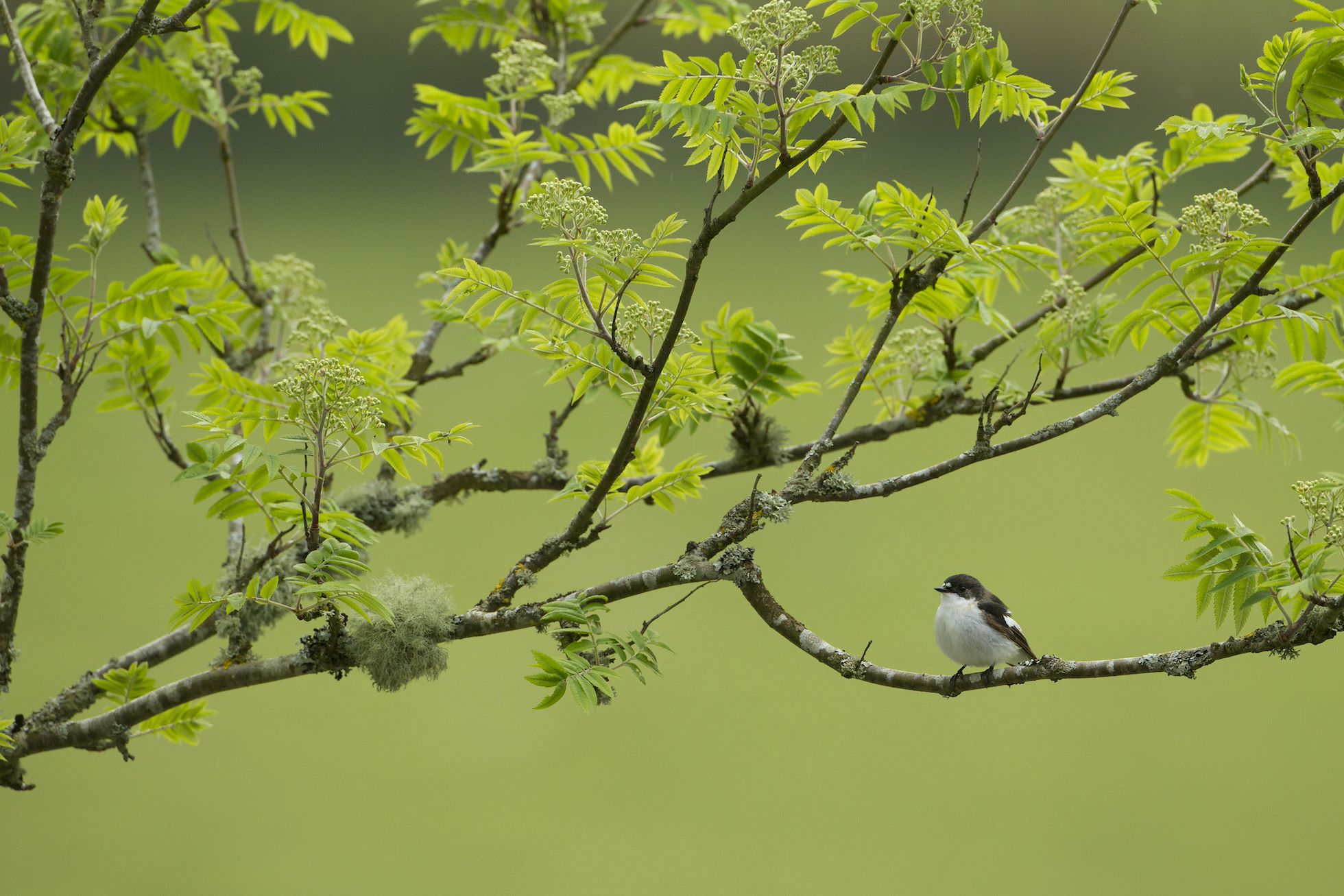Pied flycatcher (Ficedula hypoleuca) adult male in woodland, Wales, UK